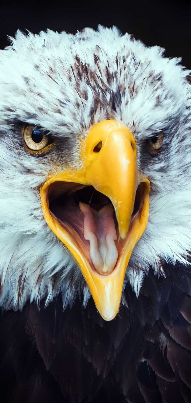 Bald Eagle Closeup