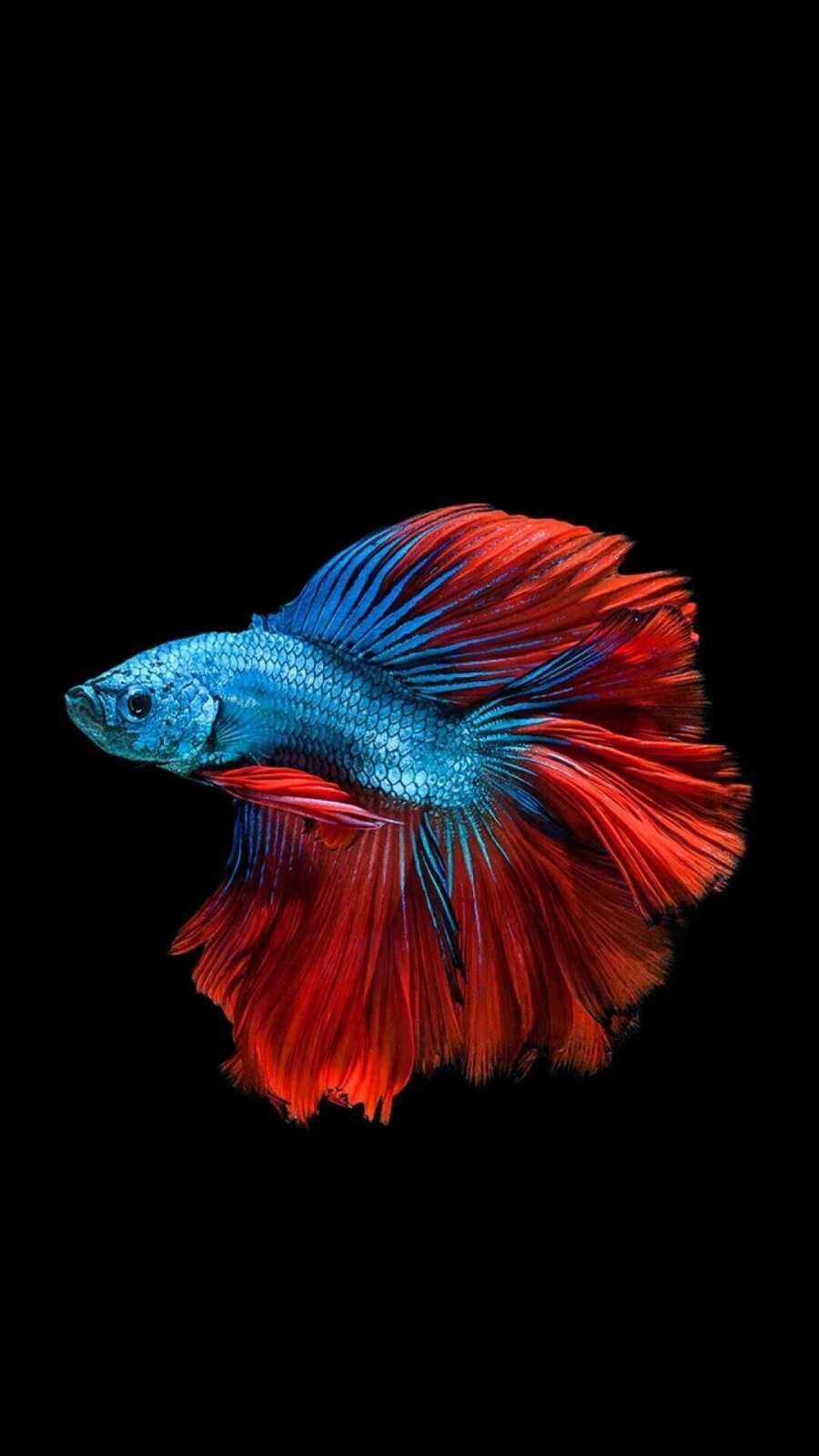 Fish Wallpapers (94 images) - WallpaperCat