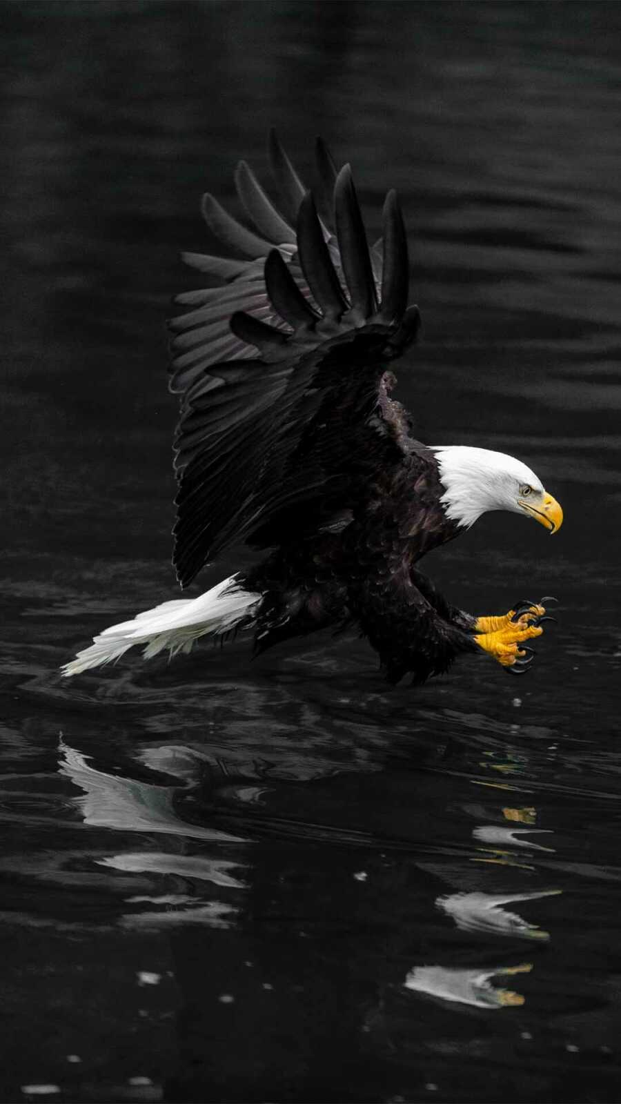 Bald Eagle Striking