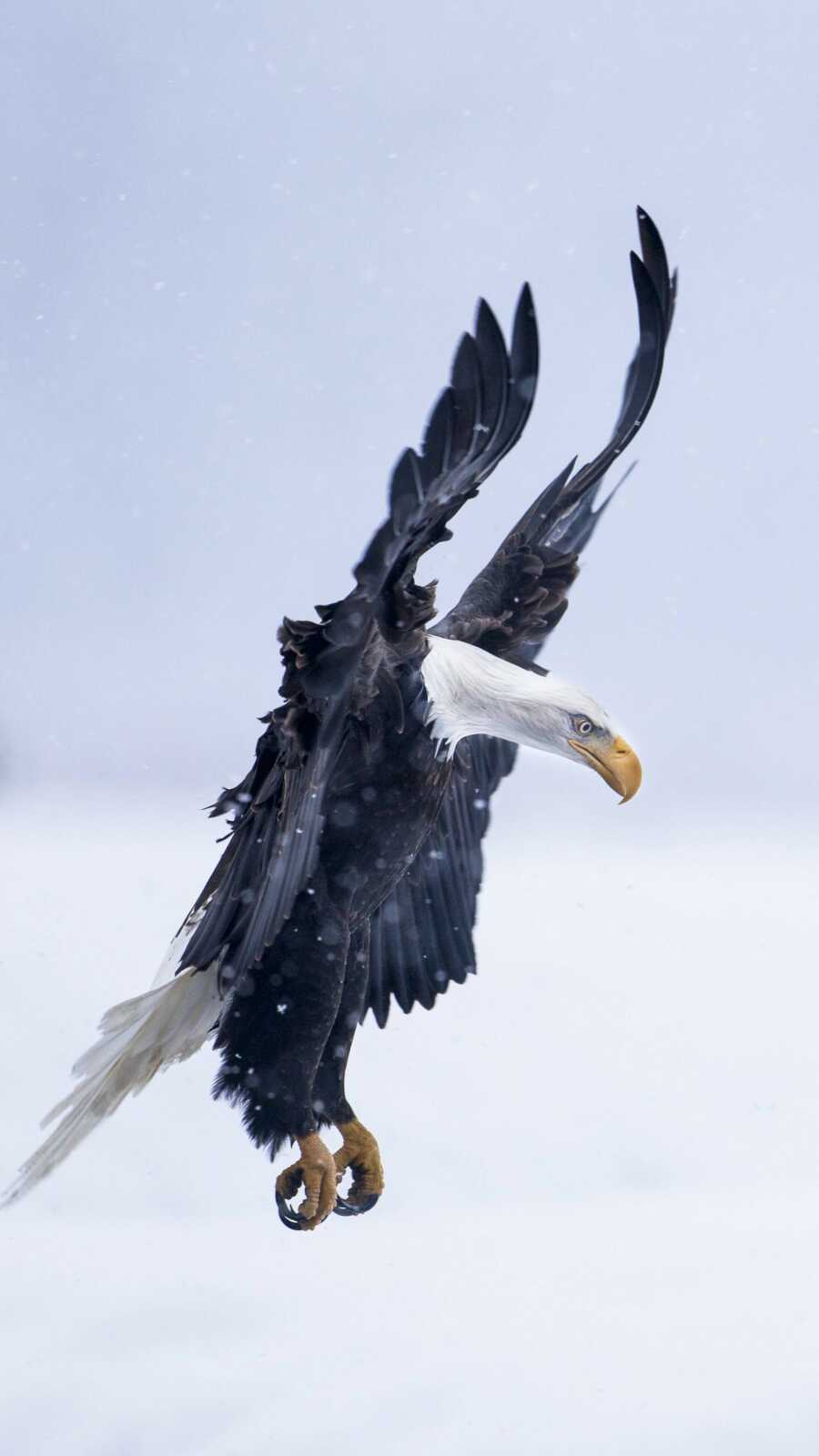 Bald Eagle Landing