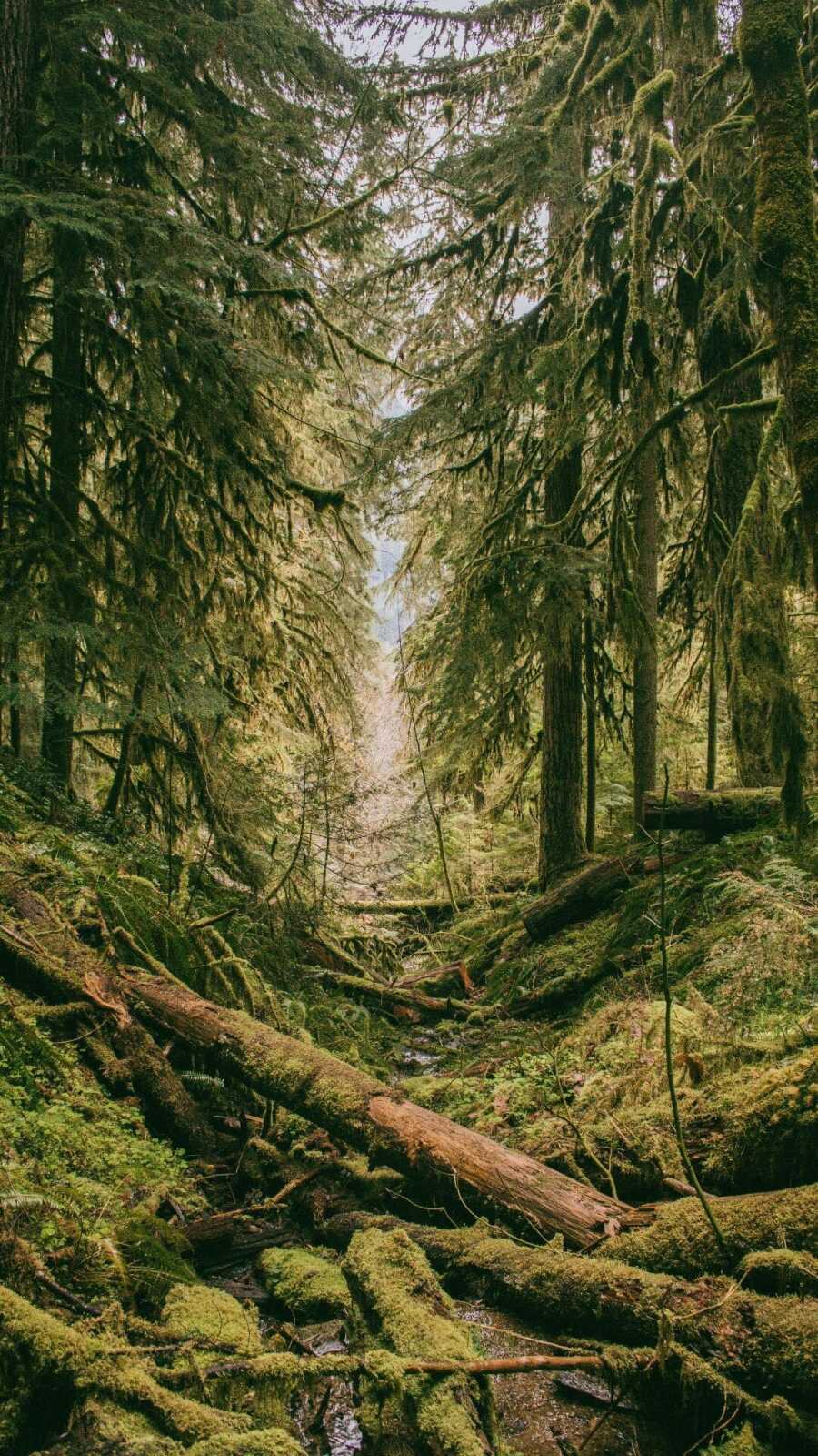 Mossy Fallen Logs