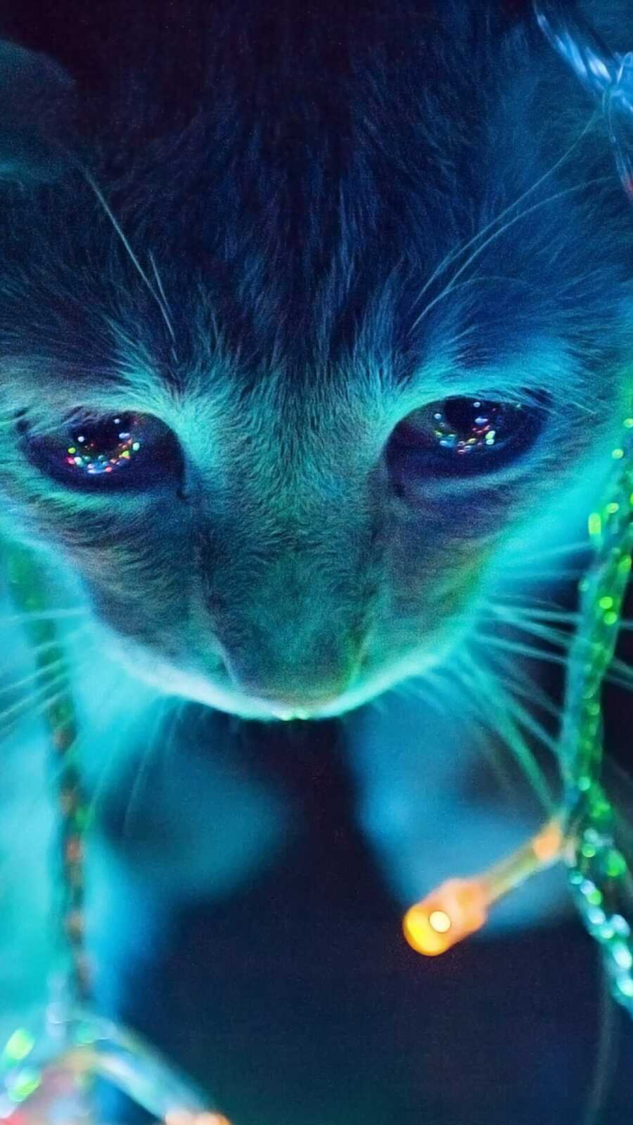 Cat With String Lights
