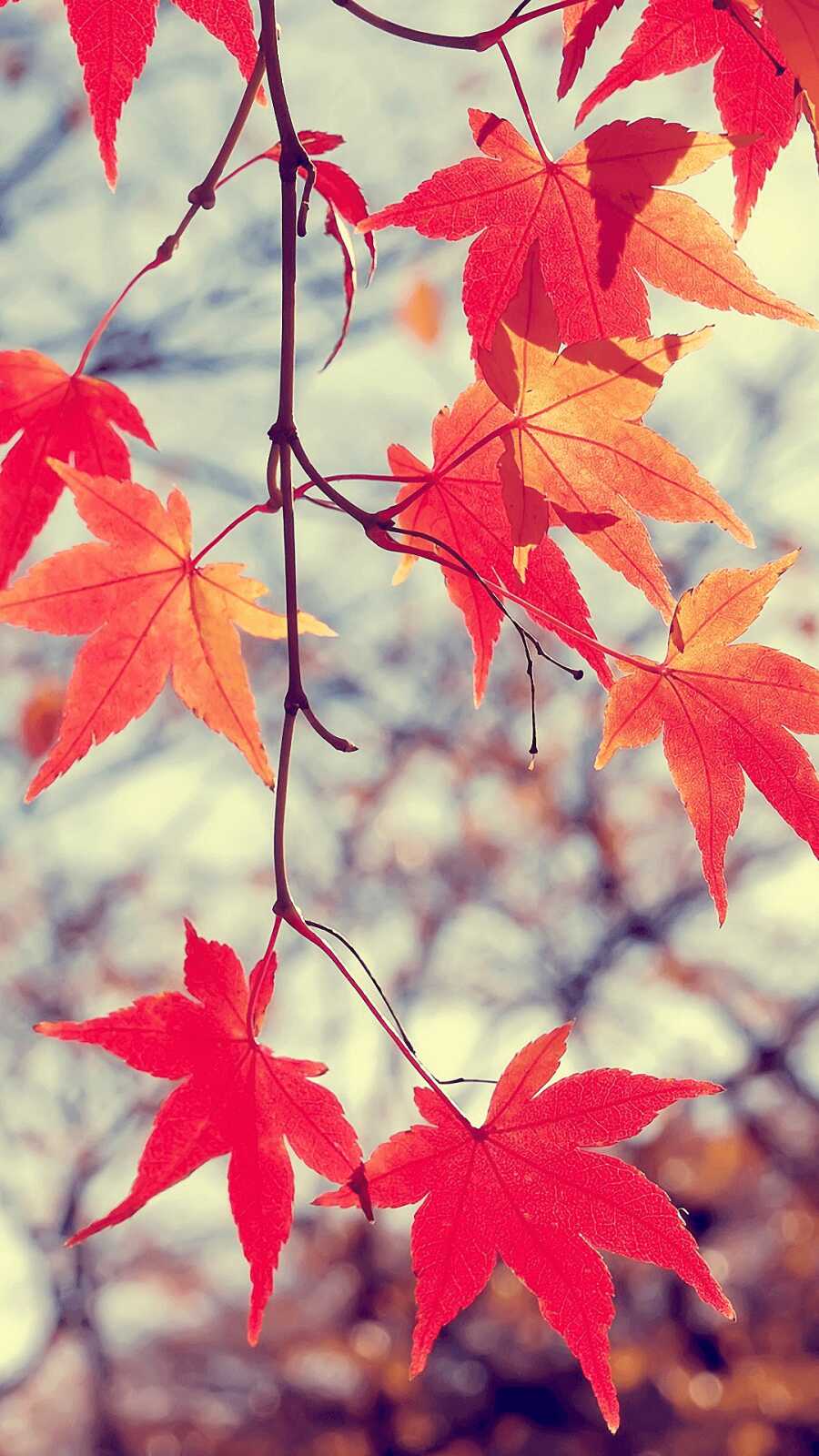 Maple Tree Wallpapers (97 images) - WallpaperCat