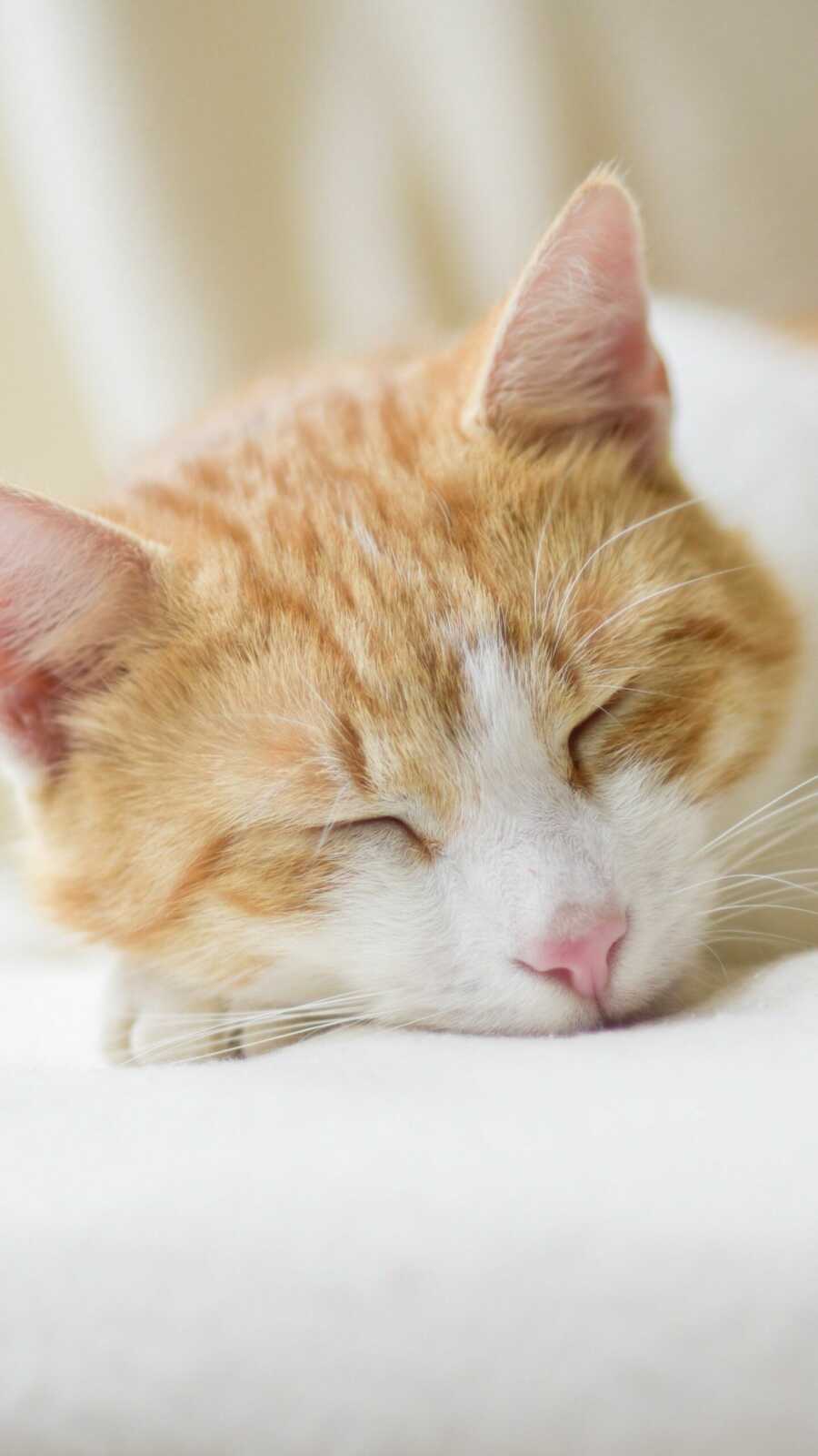 Sleeping Ginger Tabby Cat