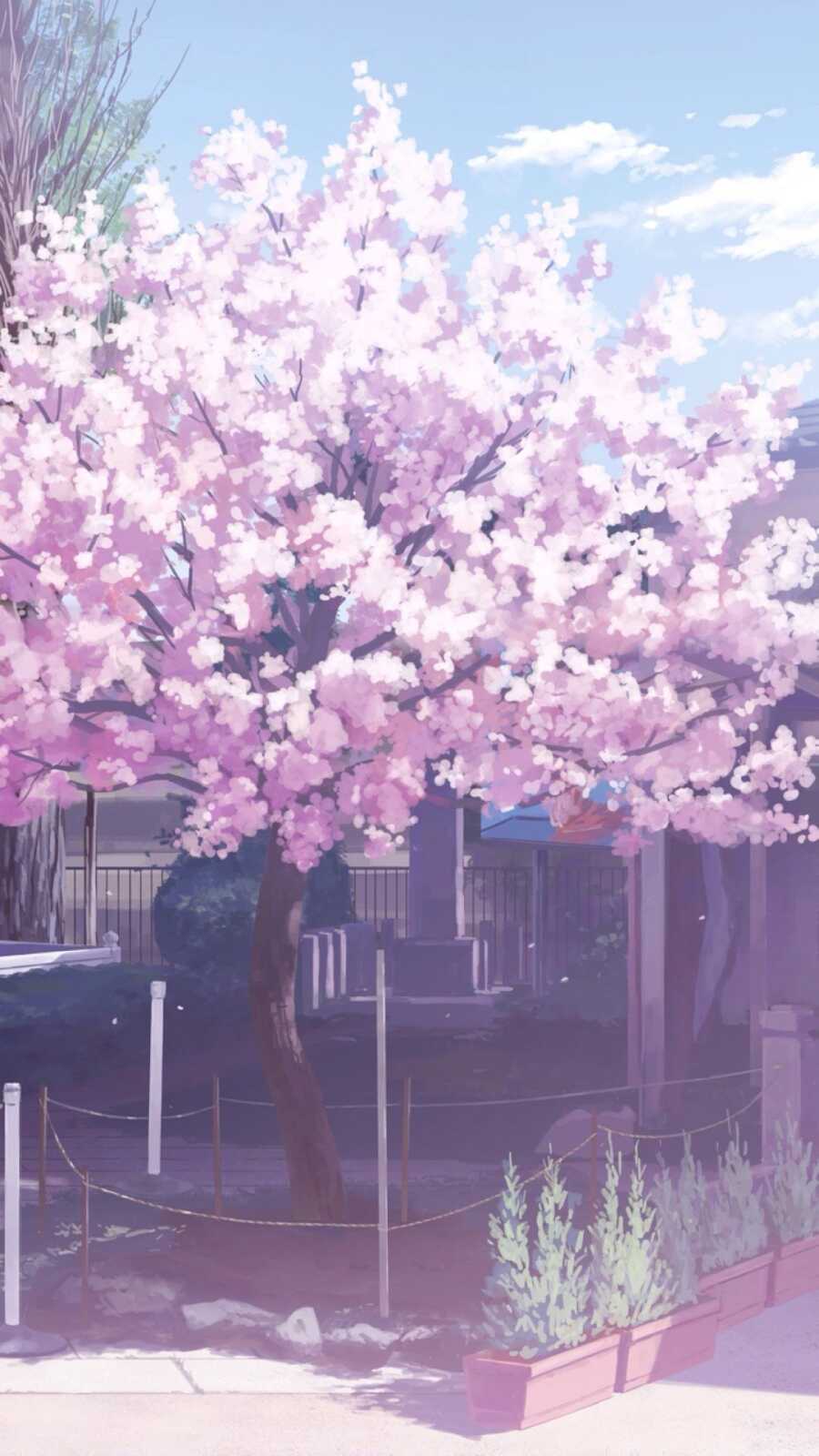 Phone Hd Cherry Blossom Anime - Cherry Blossom