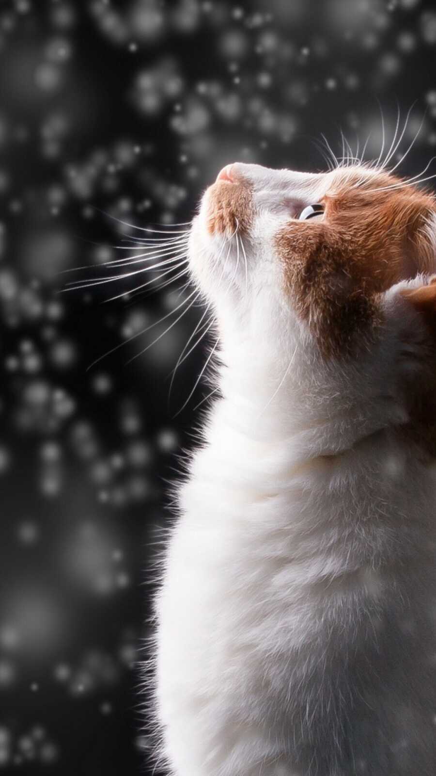 Ginger White Cat