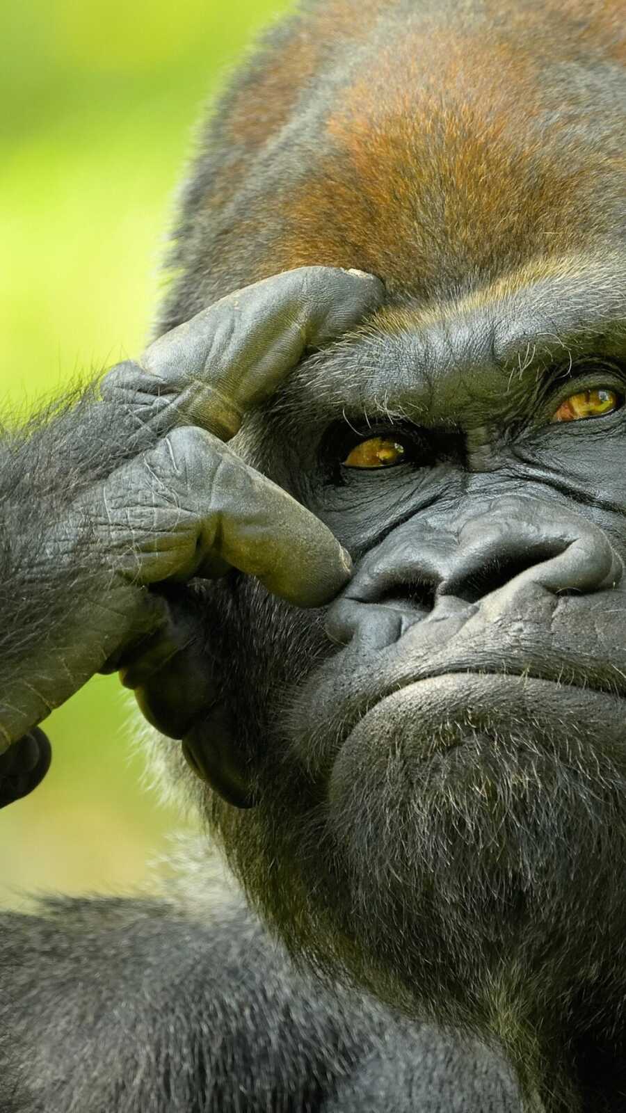 Ape Wallpapers (24 images) - WallpaperCat