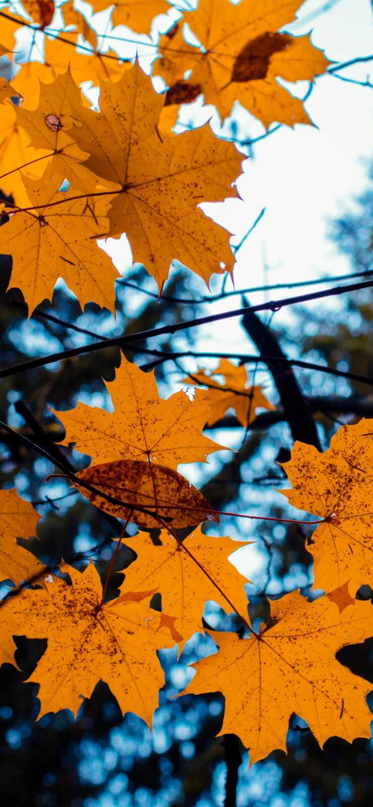 Maple Tree Simple Desktop Maple Tree Wallpapers (97 images) - WallpaperCat