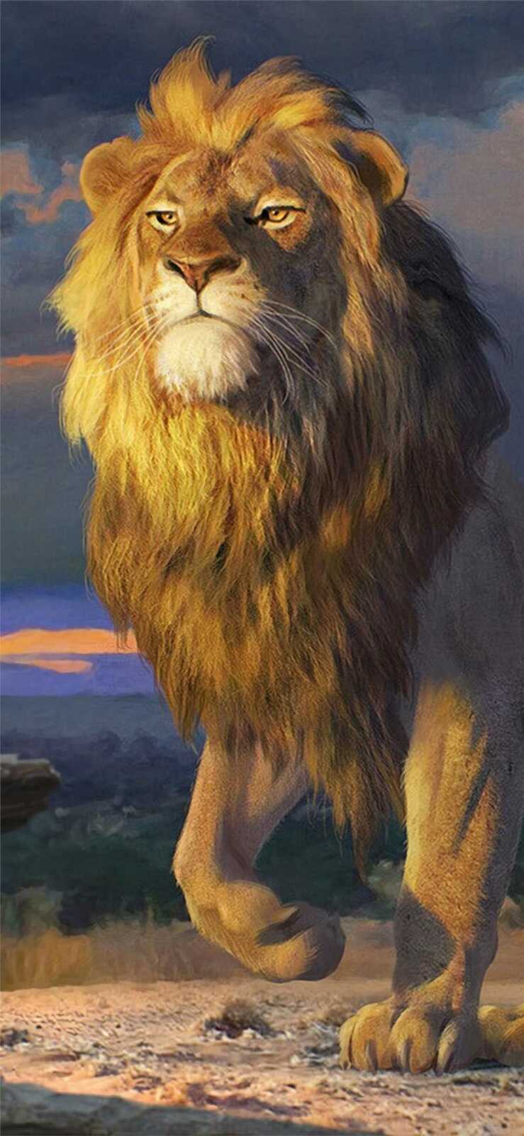 Male Lion Walking