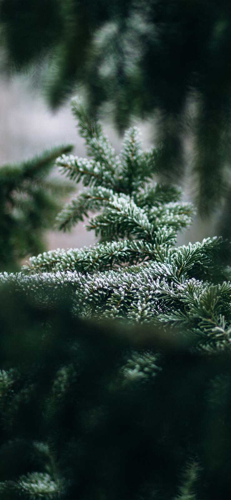 Tree Wallpapers (113 images) - WallpaperCat