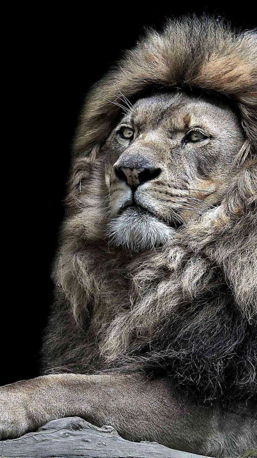 Male Lion Portrait
