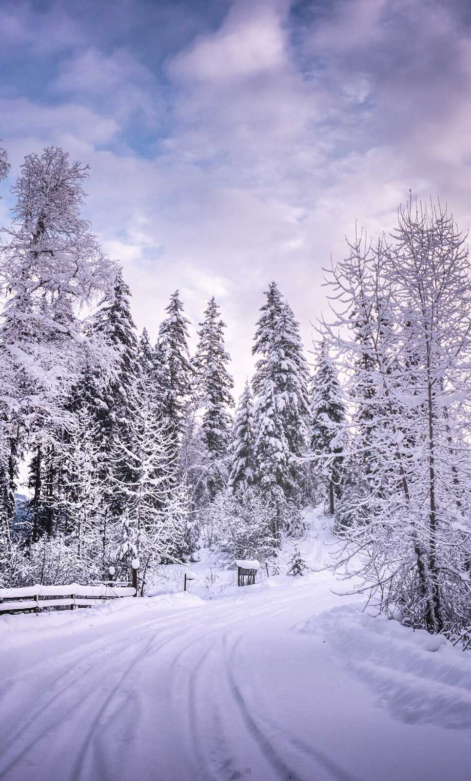 Snow-Covered Pine Forest