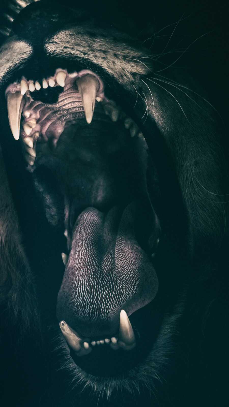 Roar