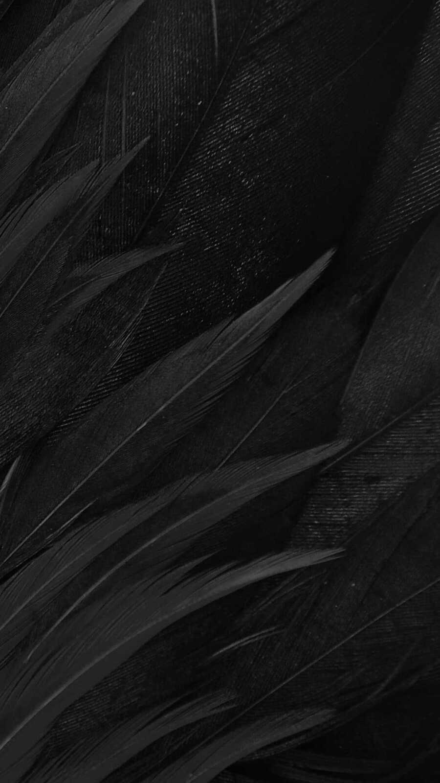 Feathers 4K Wallpapers Collection