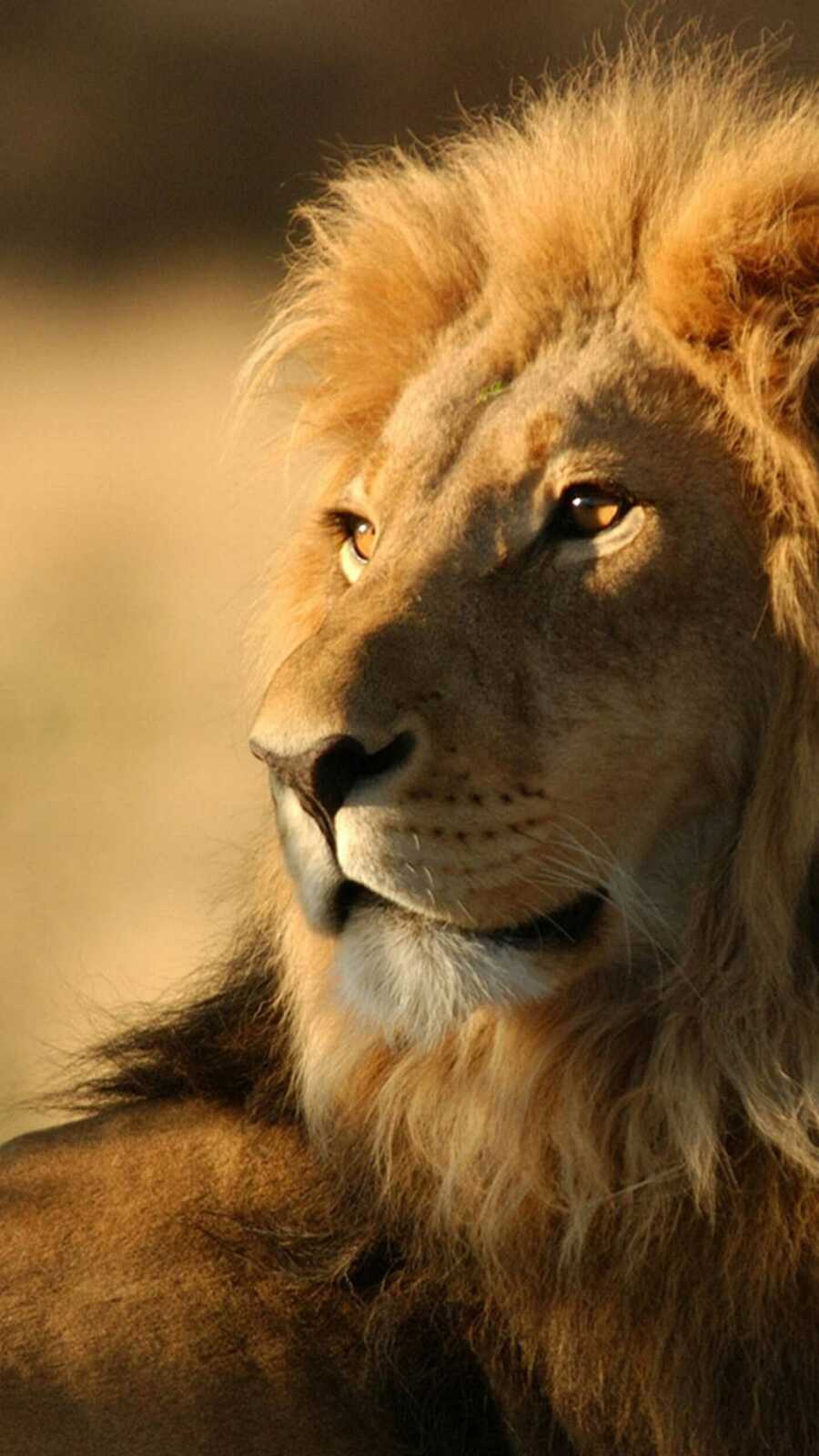 Male Lion Profile Portrait