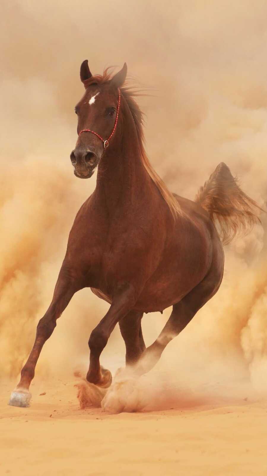 Chestnut Arabian Galloping