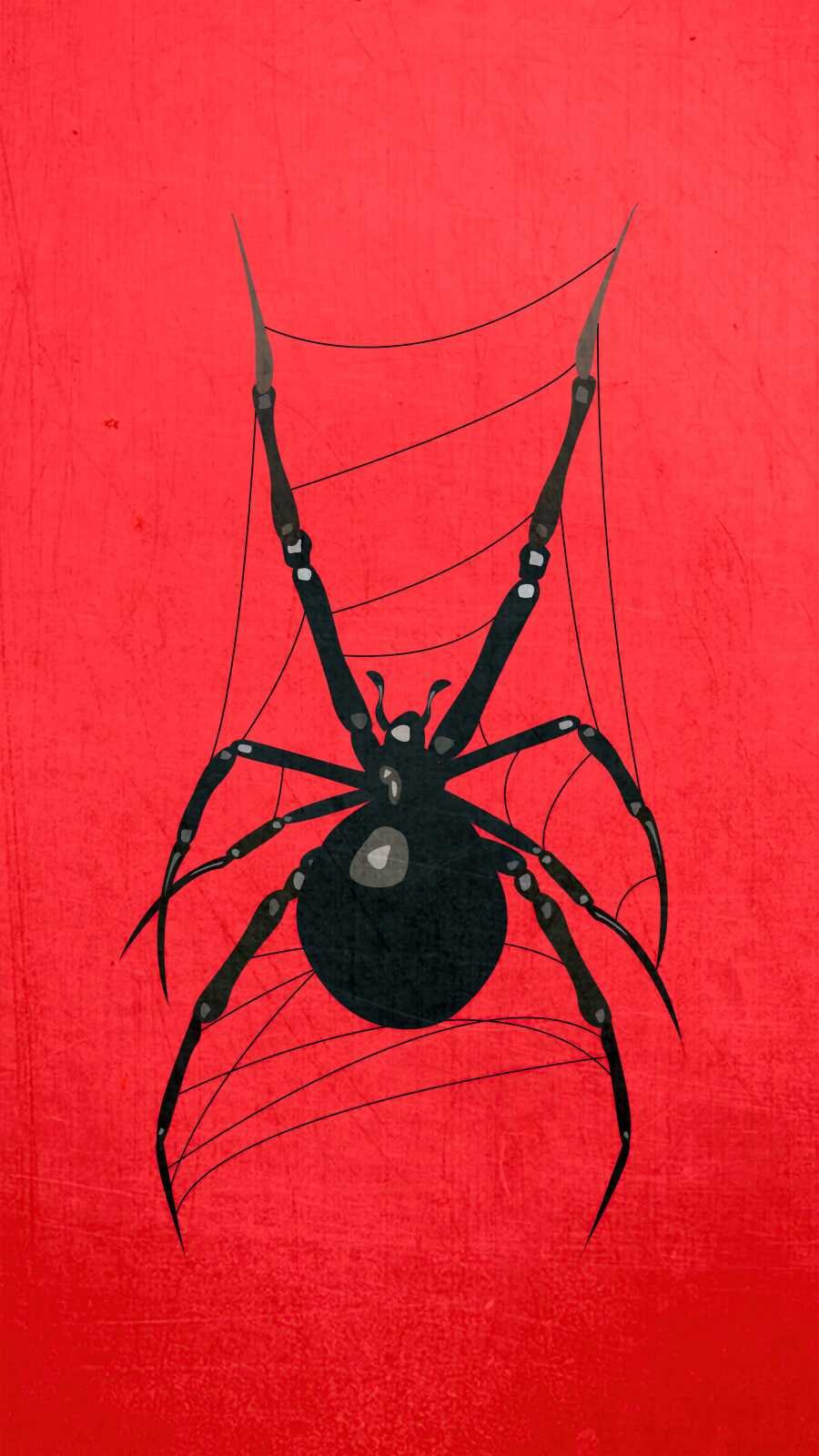 Spider Animal