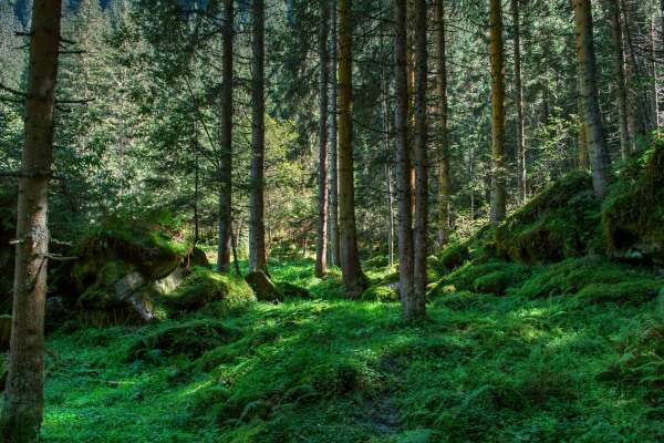 Trees Wallpapers