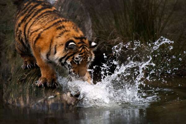 Splashing Wallpapers