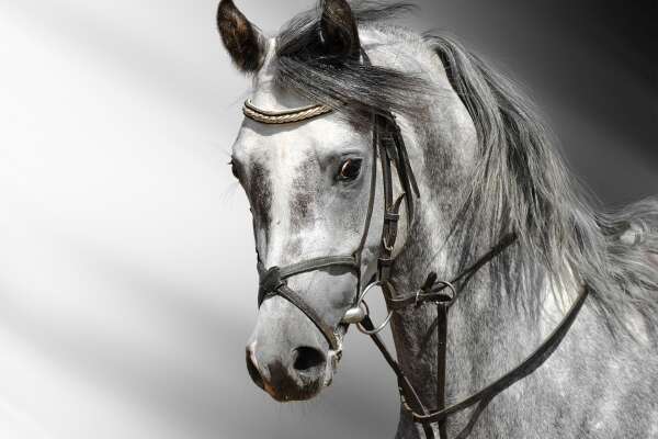 Arabian Wallpapers
