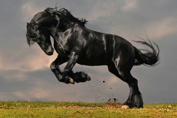Bucking Wallpapers