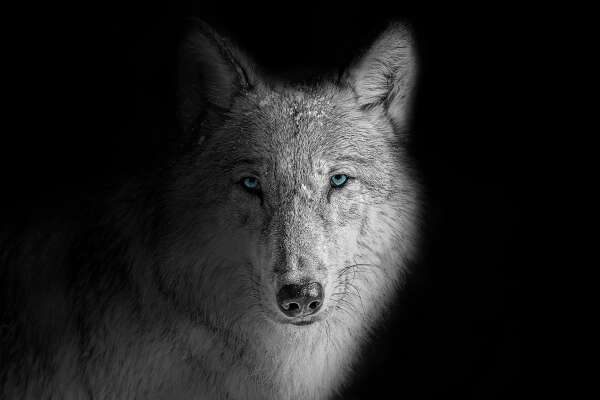 Arctic Wallpapers