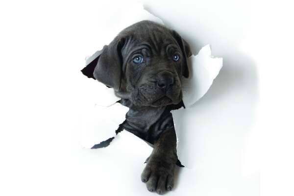 Cane Wallpapers