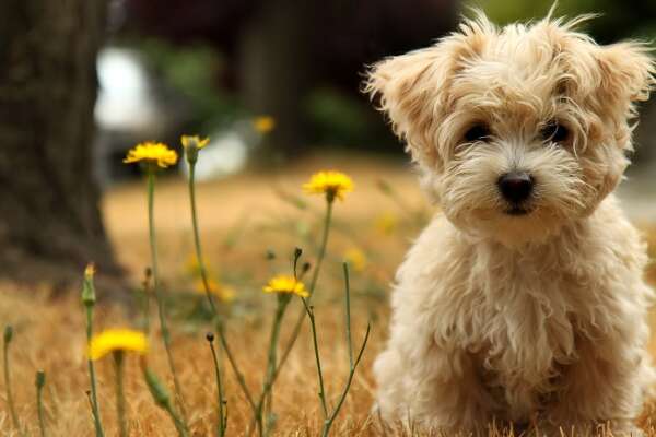 Maltipoo Wallpapers