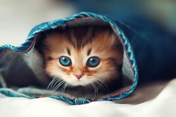 Ginger Wallpapers