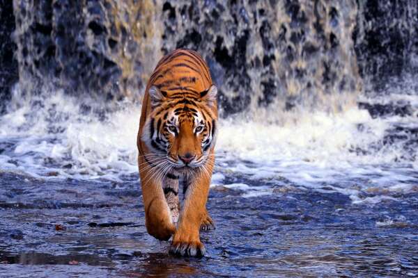 Waterfall Wallpapers