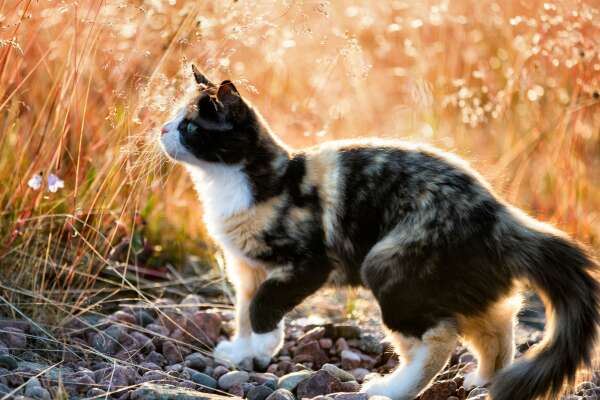 Calico Wallpapers