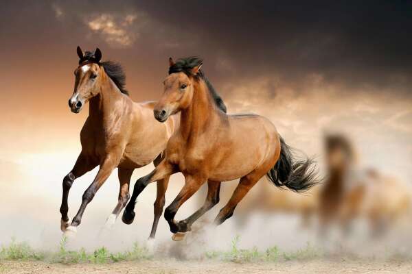 Galloping Wallpapers