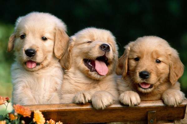 Retriever Wallpapers
