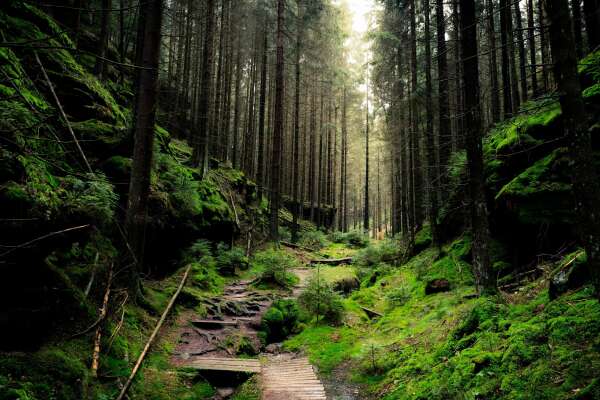 Mossy Wallpapers
