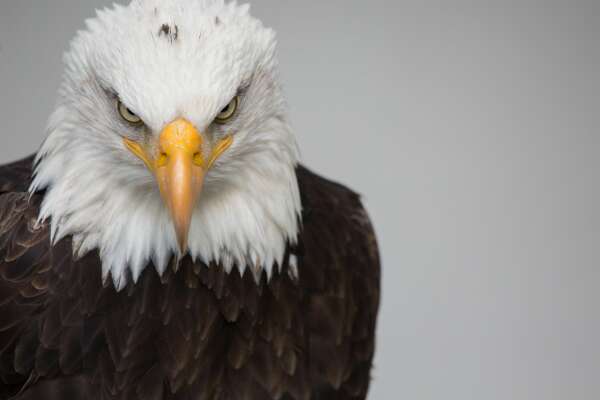 Eagle Wallpapers