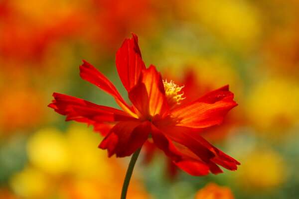 https://wallpapercat.com/w/small-retina/5/4/5/3831834-2800x2100-desktop-hd-fall-flowers-background-image.jpg