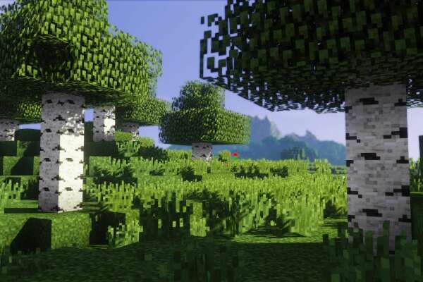 Birch Wallpapers