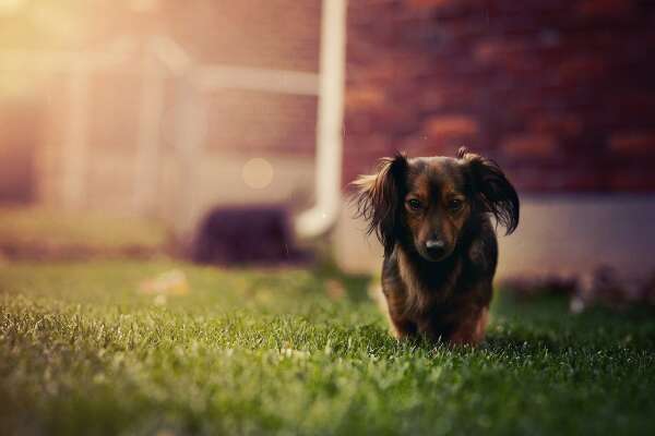 Dachshund Wallpapers
