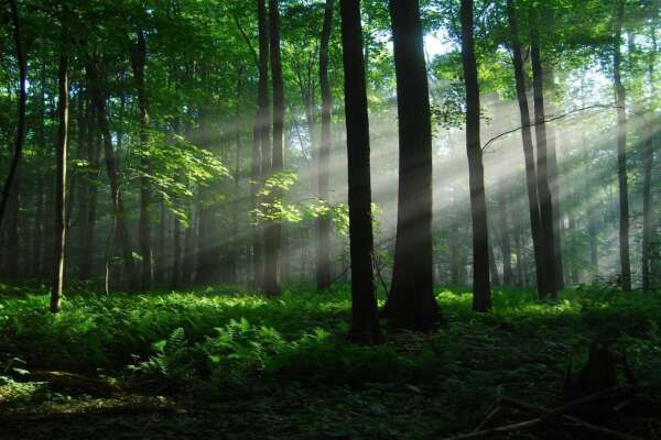 Sunbeams Wallpapers