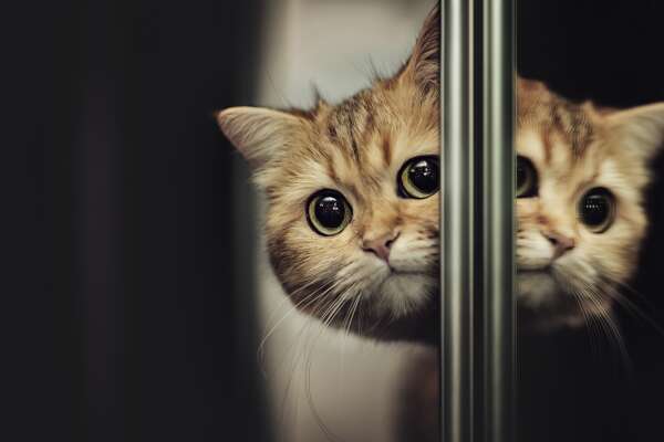 Peeking Wallpapers