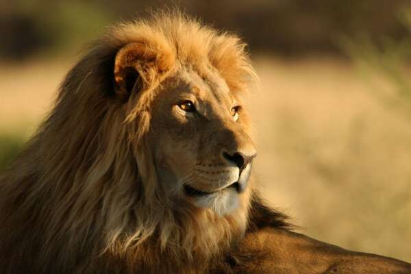 African Wallpapers