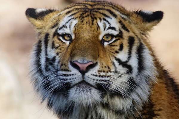 Amur Wallpapers