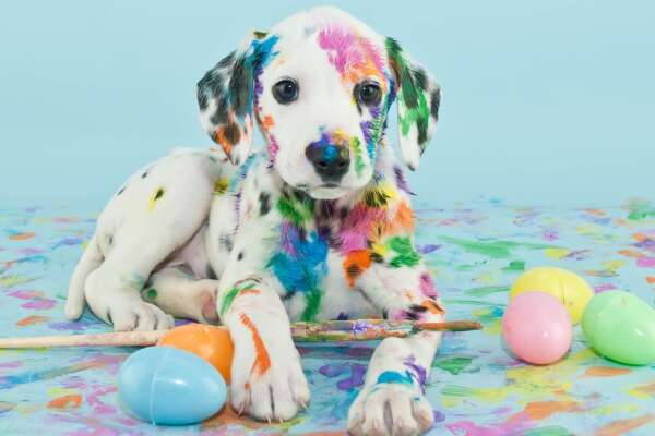 Dalmatian Wallpapers