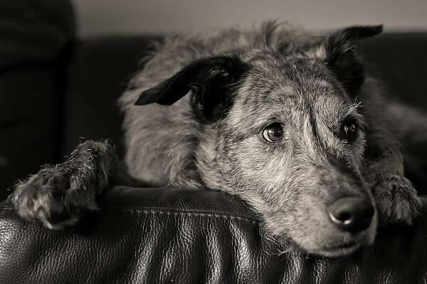 Scruffy Wallpapers