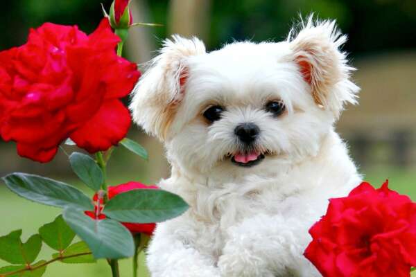 Maltese Wallpapers