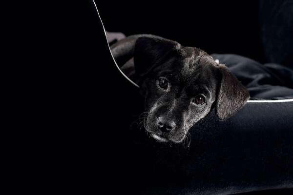 Labrador Wallpapers