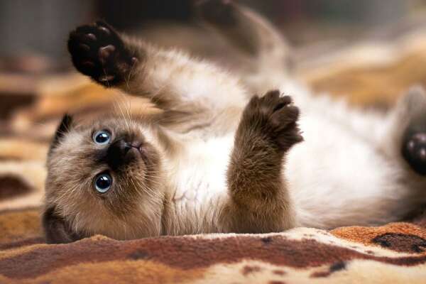 Siamese Wallpapers
