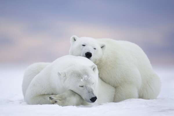Polar Wallpapers