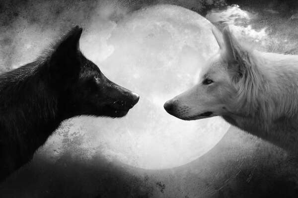 Wolves Wallpapers