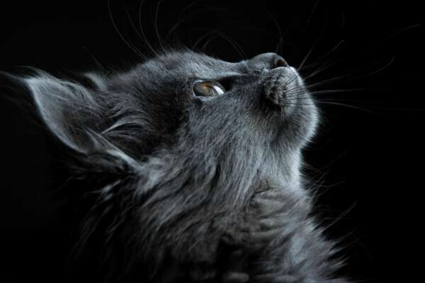 Longhair Wallpapers